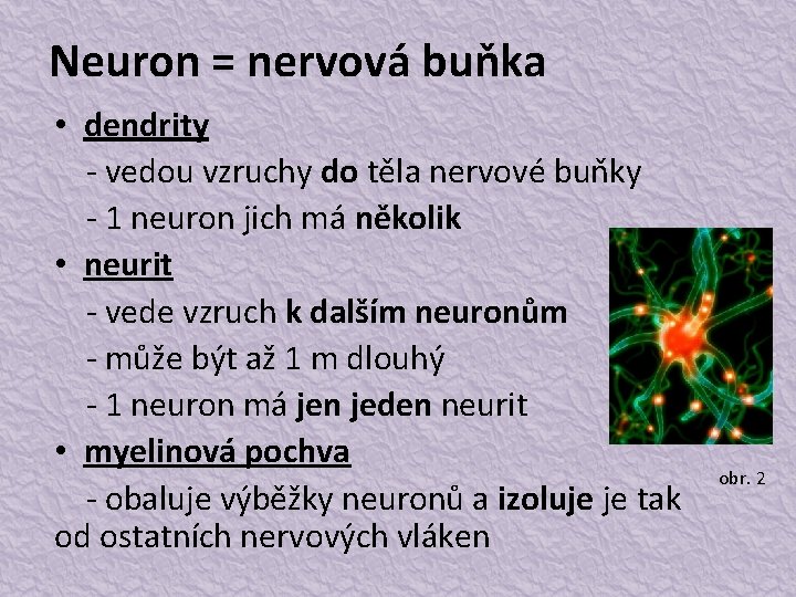 Neuron = nervová buňka • dendrity - vedou vzruchy do těla nervové buňky -