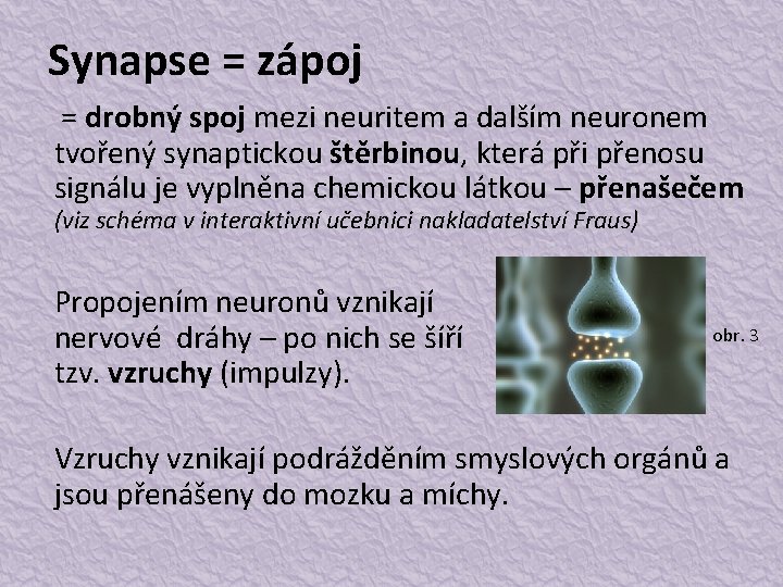 Synapse = zápoj = drobný spoj mezi neuritem a dalším neuronem tvořený synaptickou štěrbinou,