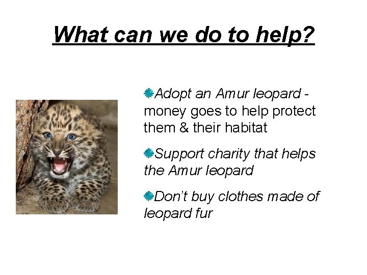 What can we do to help? Adopt an Amur leopard money goes to help