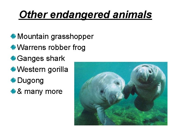Other endangered animals Mountain grasshopper Warrens robber frog Ganges shark Western gorilla Dugong &