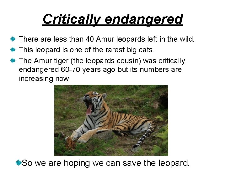 Critically endangered There are less than 40 Amur leopards left in the wild. This