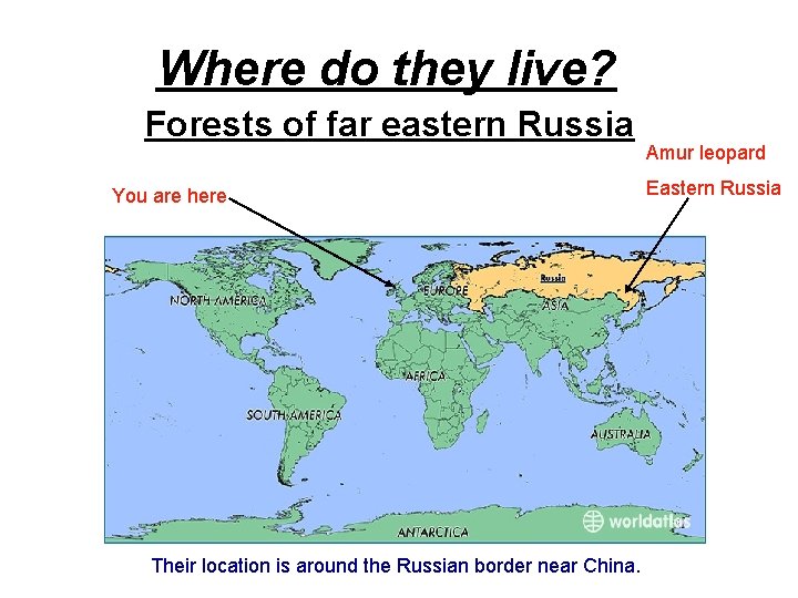 Where do they live? Forests of far eastern Russia You are here Their location