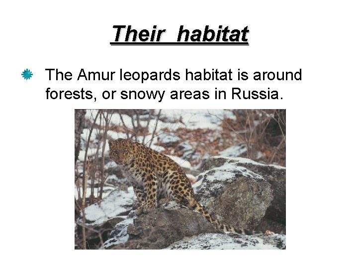 Their habitat The Amur leopards habitat is around forests, or snowy areas in Russia.