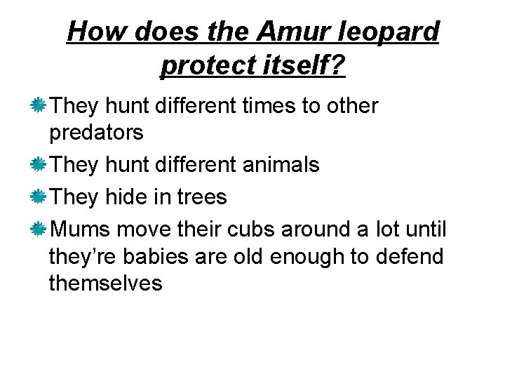 How does the Amur leopard protect itself? They hunt different times to other predators