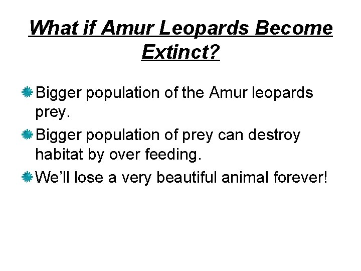 What if Amur Leopards Become Extinct? Bigger population of the Amur leopards prey. Bigger