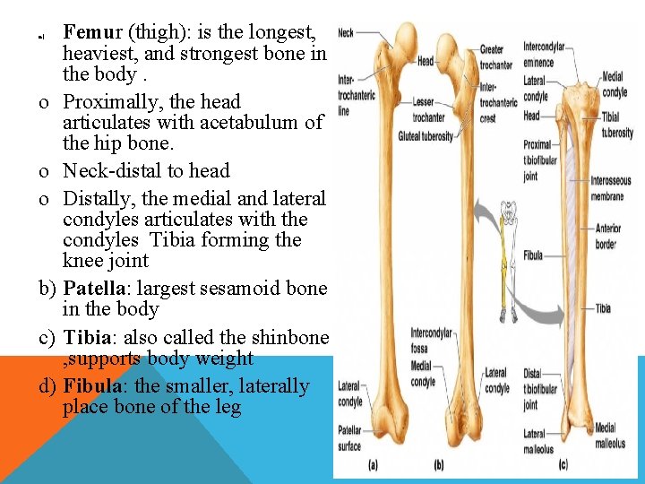 Femur (thigh): is the longest, heaviest, and strongest bone in the body. o Proximally,