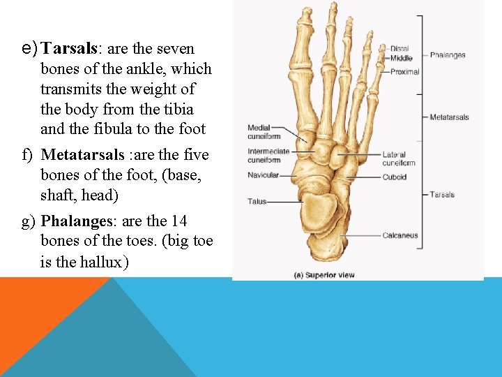 e) Tarsals: are the seven bones of the ankle, which transmits the weight of