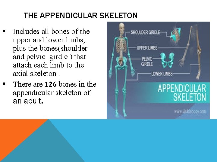 THE APPENDICULAR SKELETON § Includes all bones of the upper and lower limbs, plus