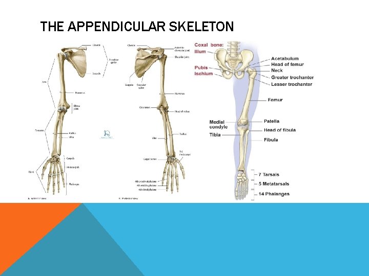 THE APPENDICULAR SKELETON 