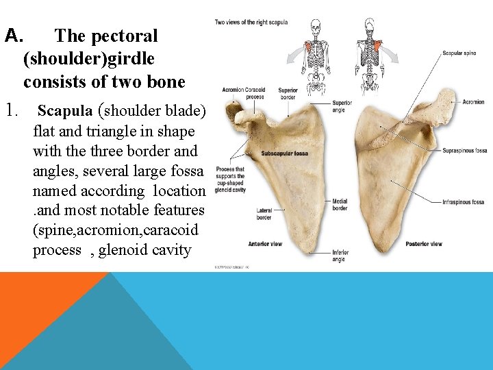 A. The pectoral (shoulder)girdle consists of two bone 1. Scapula (shoulder blade) flat and