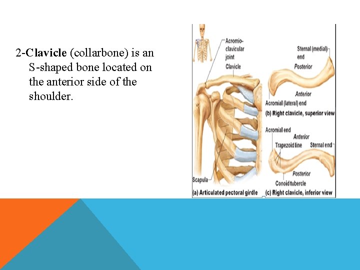 2 -Clavicle (collarbone) is an S-shaped bone located on the anterior side of the