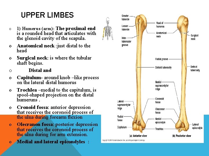 UPPER LIMBES o 1) Humerus (arm): The proximal end is a rounded head that