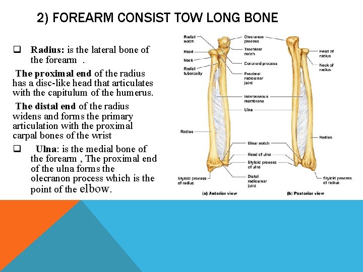 2) FOREARM CONSIST TOW LONG BONE q Radius: is the lateral bone of the