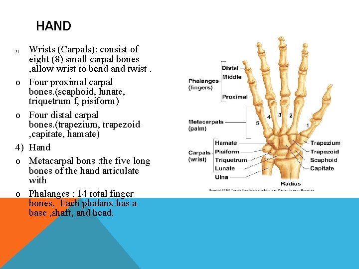 HAND 3) o o 4) o o Wrists (Carpals): consist of eight (8) small