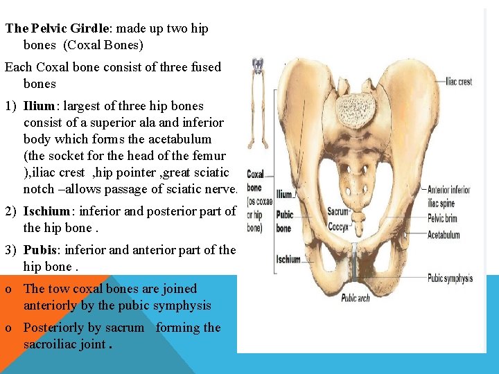 The Pelvic Girdle: made up two hip bones (Coxal Bones) Each Coxal bone consist