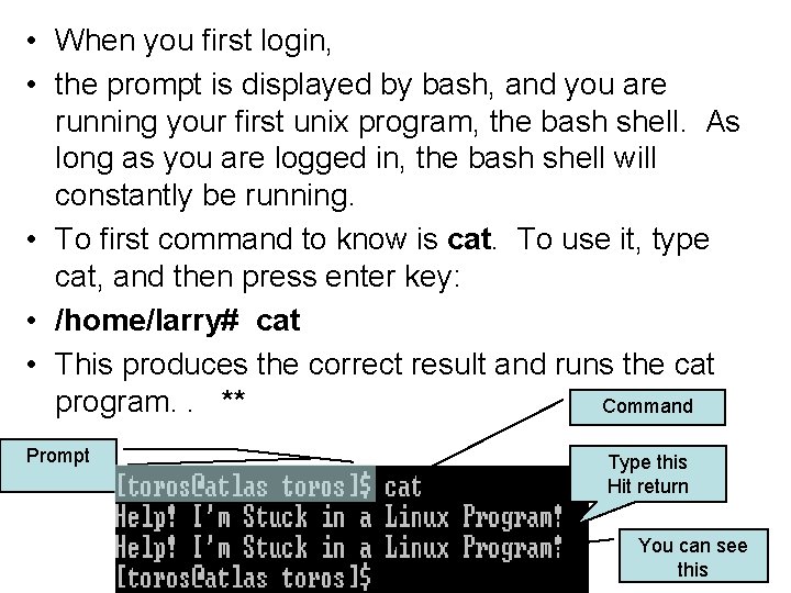  • When you first login, • the prompt is displayed by bash, and