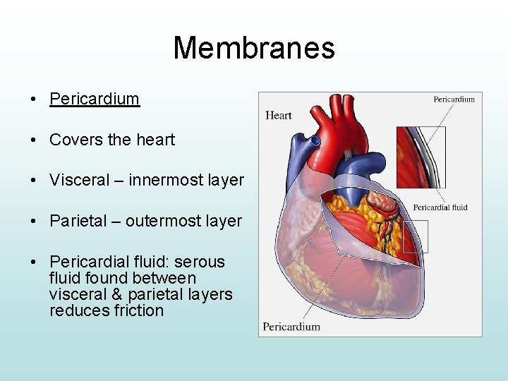 Membranes • Pericardium • Covers the heart • Visceral – innermost layer • Parietal