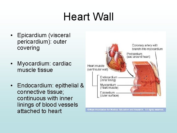 Heart Wall • Epicardium (visceral pericardium): outer covering • Myocardium: cardiac muscle tissue •