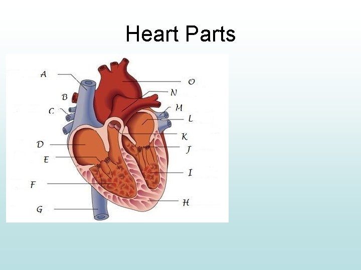Heart Parts 