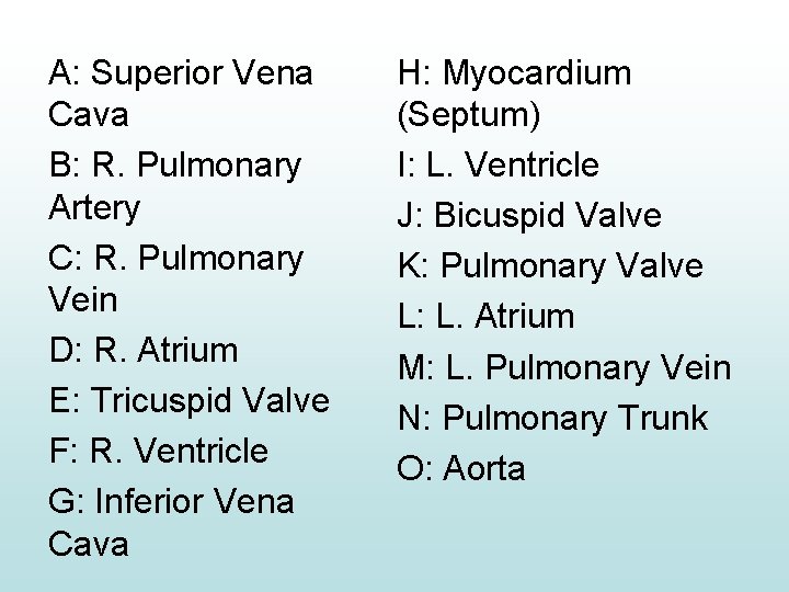 A: Superior Vena Cava B: R. Pulmonary Artery C: R. Pulmonary Vein D: R.