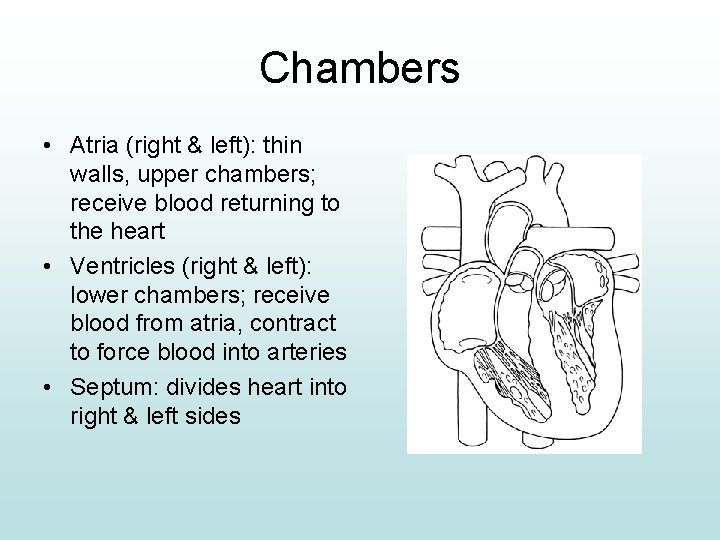 Chambers • Atria (right & left): thin walls, upper chambers; receive blood returning to