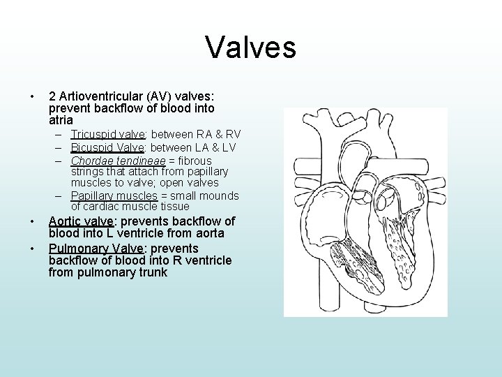 Valves • 2 Artioventricular (AV) valves: prevent backflow of blood into atria – Tricuspid