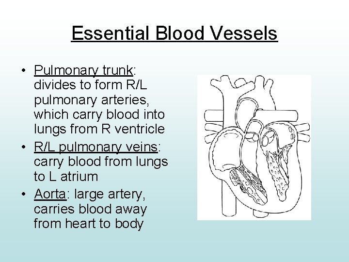 Essential Blood Vessels • Pulmonary trunk: divides to form R/L pulmonary arteries, which carry