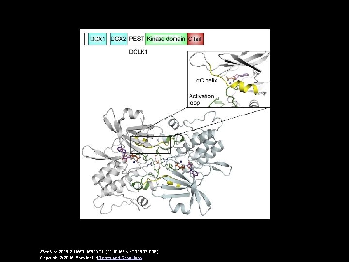 Structure 2016 241550 -1561 DOI: (10. 1016/j. str. 2016. 07. 008) Copyright © 2016