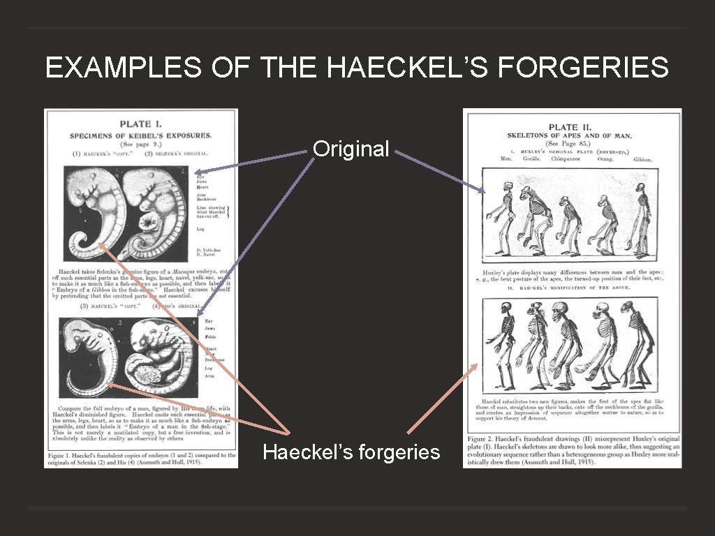 EXAMPLES OF THE HAECKEL’S FORGERIES Original Haeckel’s forgeries 