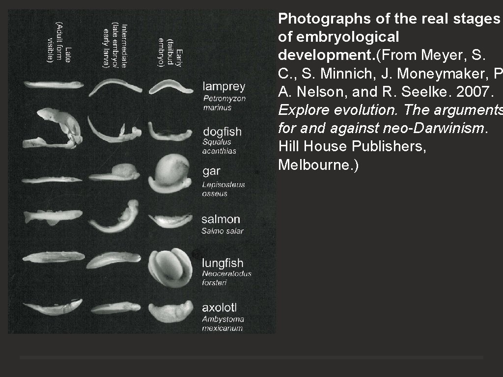 Photographs of the real stages of embryological development. (From Meyer, S. C. , S.