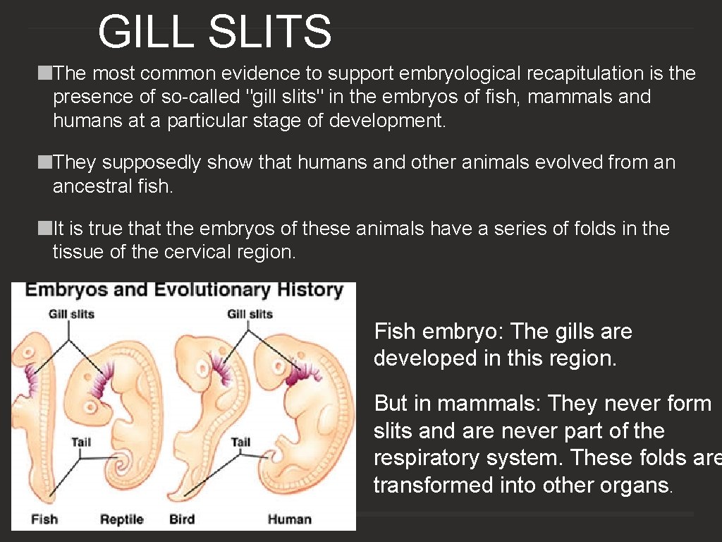 GILL SLITS The most common evidence to support embryological recapitulation is the presence of