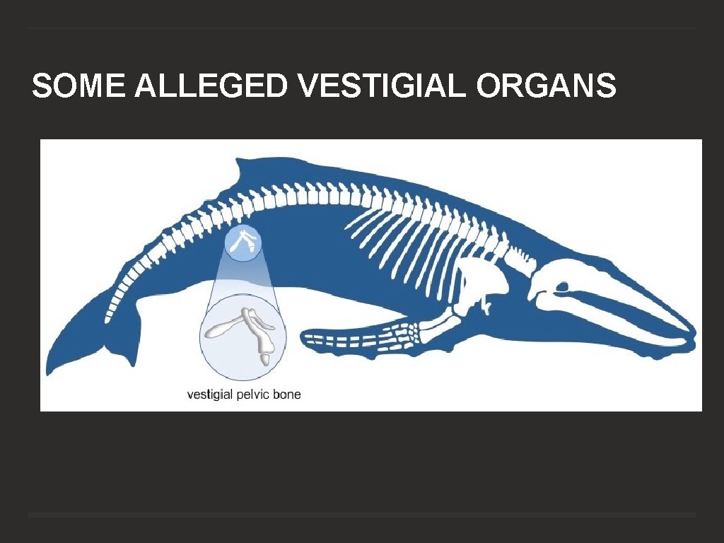 SOME ALLEGED VESTIGIAL ORGANS 