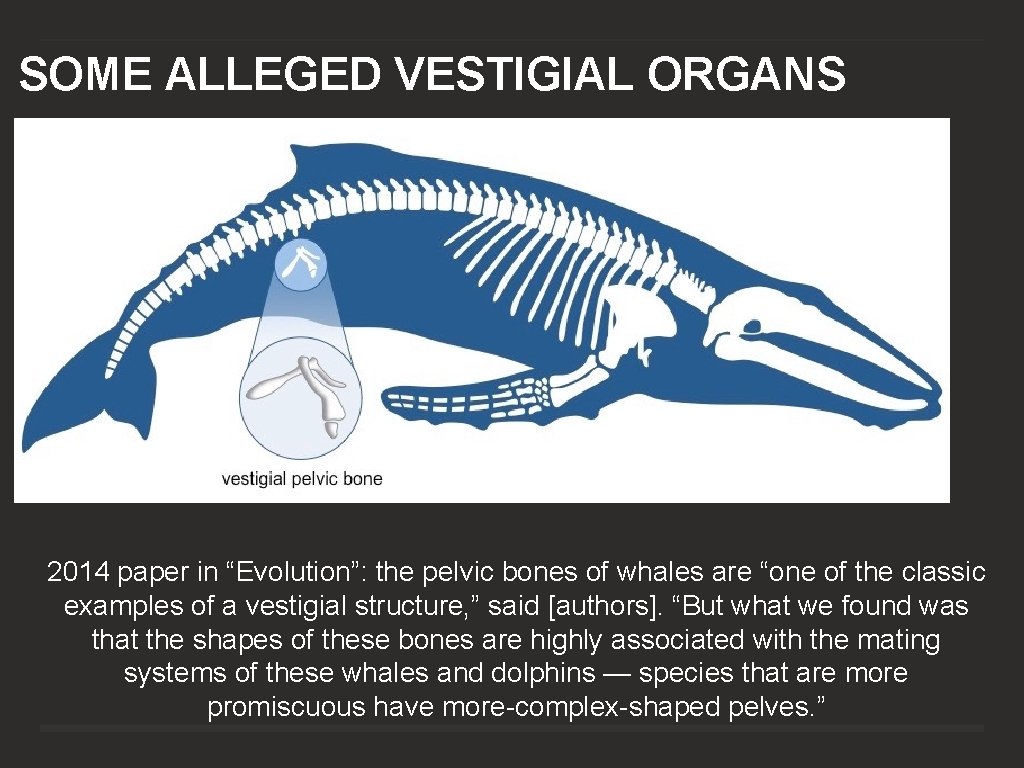 SOME ALLEGED VESTIGIAL ORGANS 2014 paper in “Evolution”: the pelvic bones of whales are