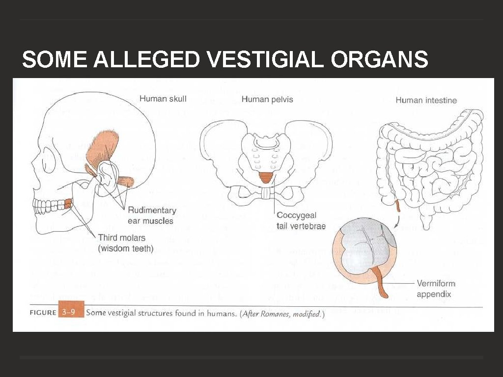SOME ALLEGED VESTIGIAL ORGANS 