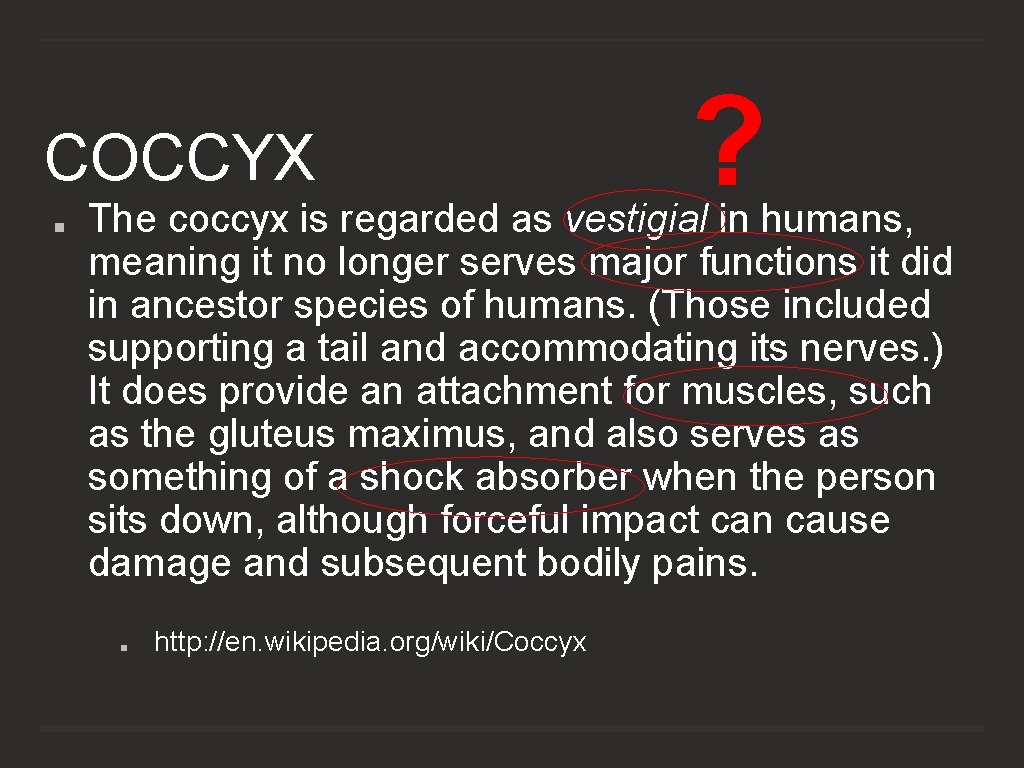 COCCYX ? The coccyx is regarded as vestigial in humans, meaning it no longer