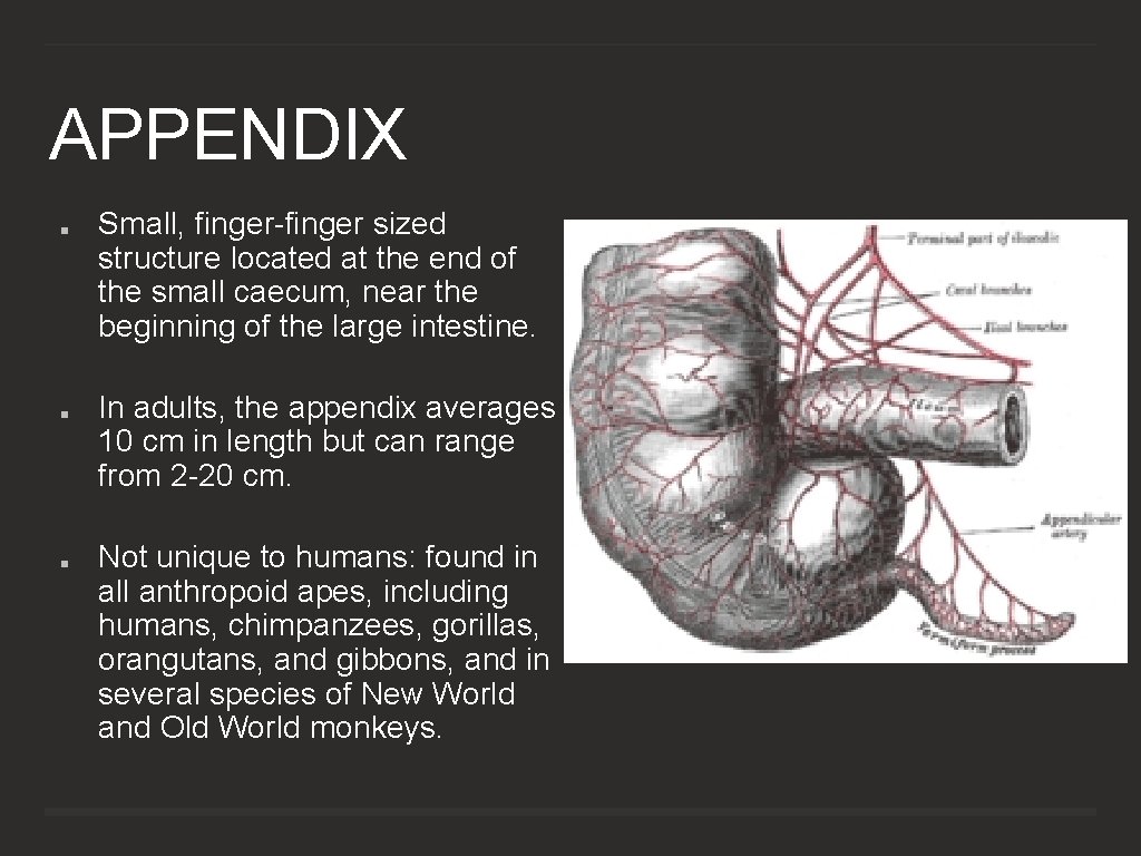 APPENDIX Small, finger-finger sized structure located at the end of the small caecum, near