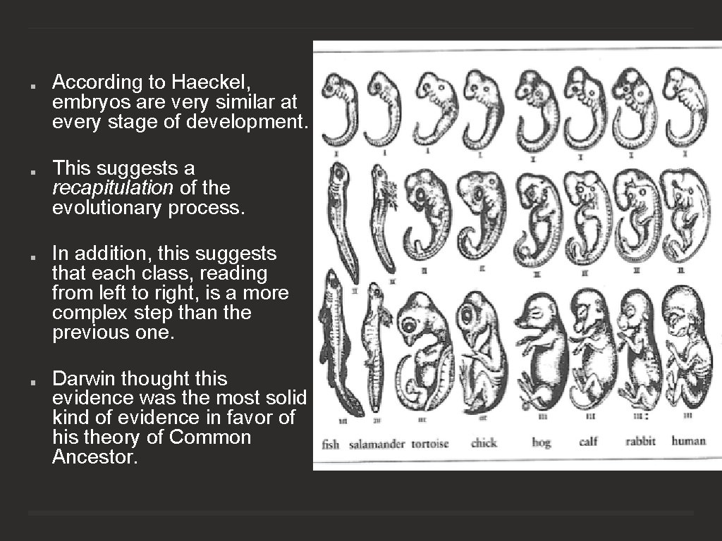 According to Haeckel, embryos are very similar at every stage of development. This suggests