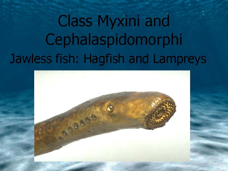 Class Myxini and Cephalaspidomorphi Jawless fish: Hagfish and Lampreys 