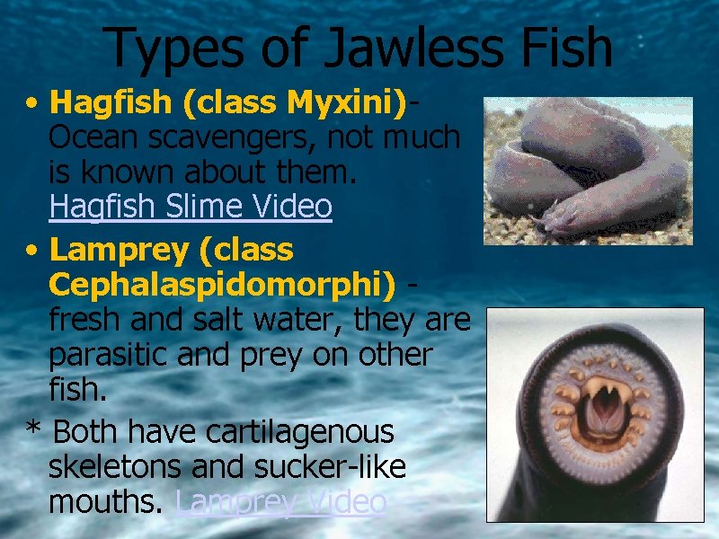 Types of Jawless Fish • Hagfish (class Myxini)Ocean scavengers, not much is known about