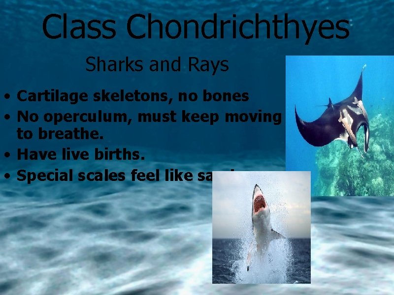 Class Chondrichthyes Sharks and Rays • Cartilage skeletons, no bones • No operculum, must