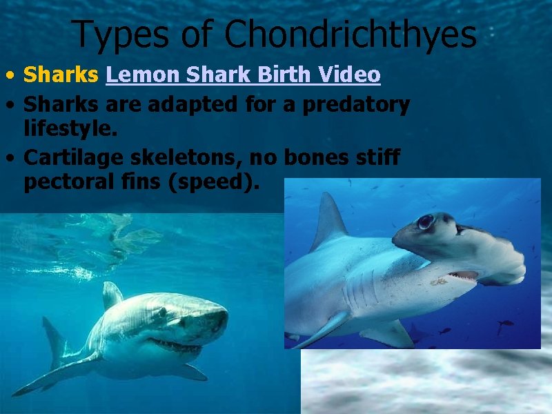 Types of Chondrichthyes • Sharks Lemon Shark Birth Video • Sharks are adapted for
