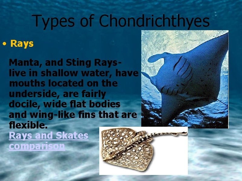 Types of Chondrichthyes • Rays Manta, and Sting Rayslive in shallow water, have mouths
