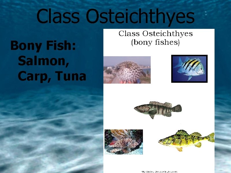 Class Osteichthyes Bony Fish: Salmon, Carp, Tuna 