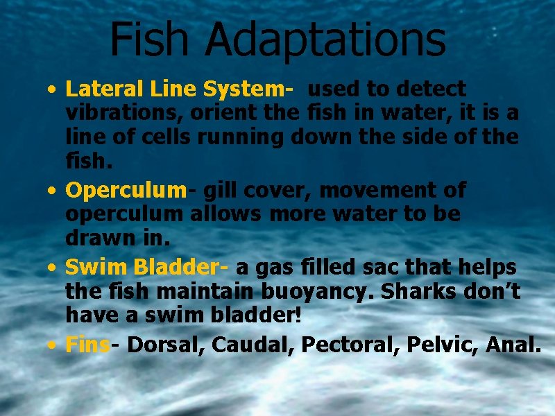 Fish Adaptations • Lateral Line System- used to detect vibrations, orient the fish in