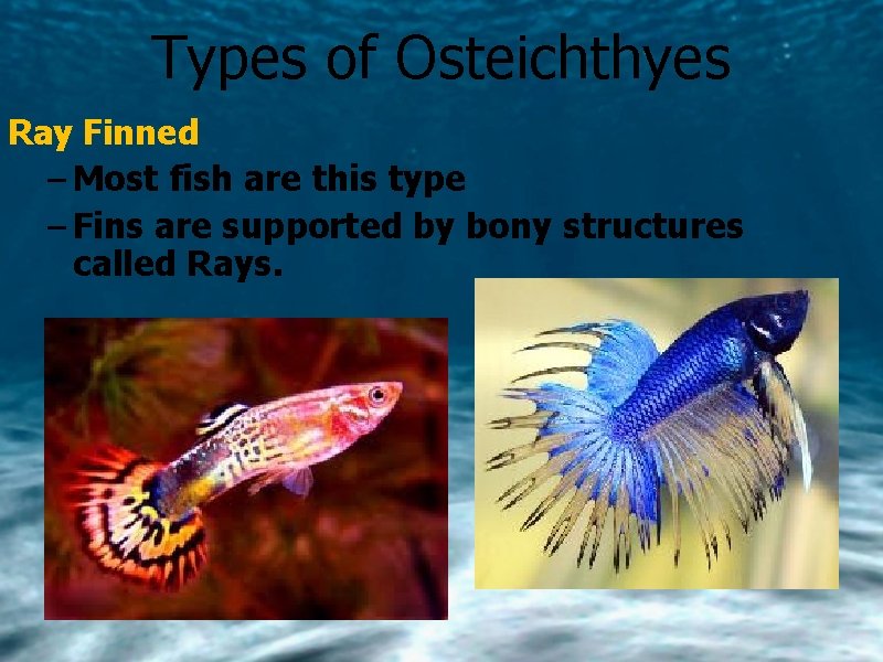 Types of Osteichthyes Ray Finned – Most fish are this type – Fins are