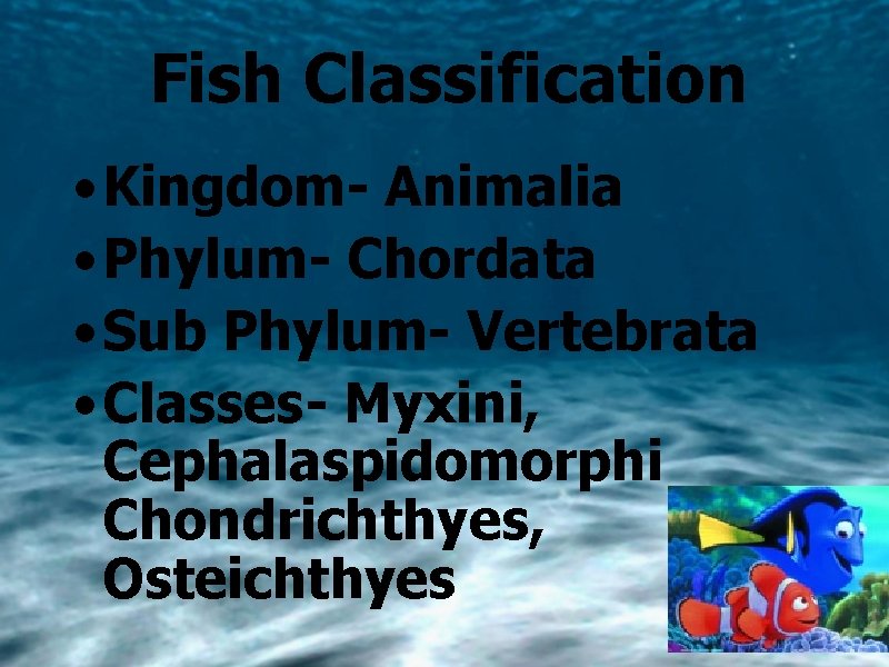 Fish Classification • Kingdom- Animalia • Phylum- Chordata • Sub Phylum- Vertebrata • Classes-