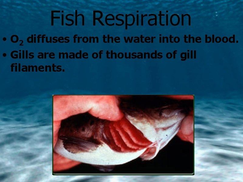 Fish Respiration • O 2 diffuses from the water into the blood. • Gills