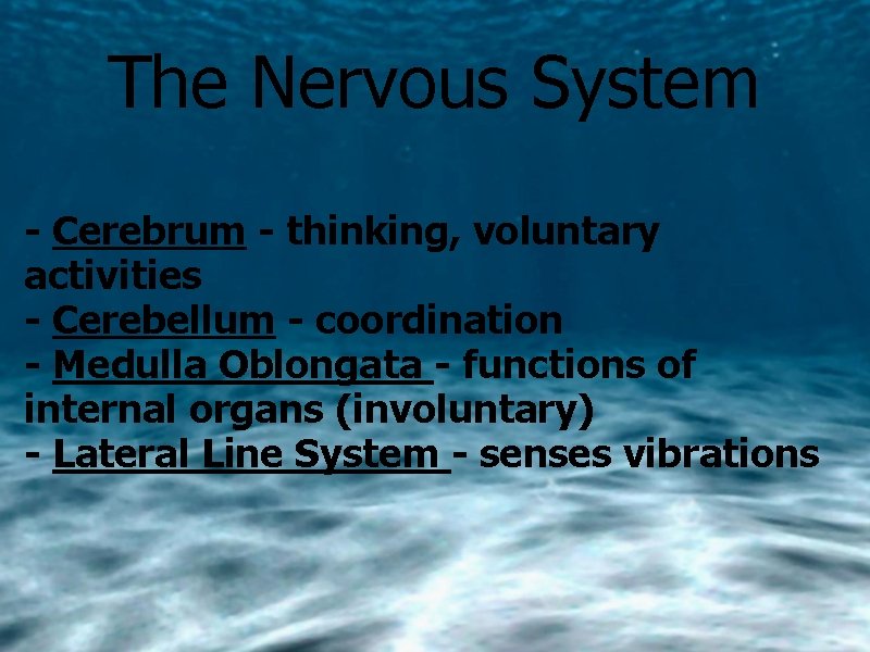 The Nervous System - Cerebrum - thinking, voluntary activities - Cerebellum - coordination -