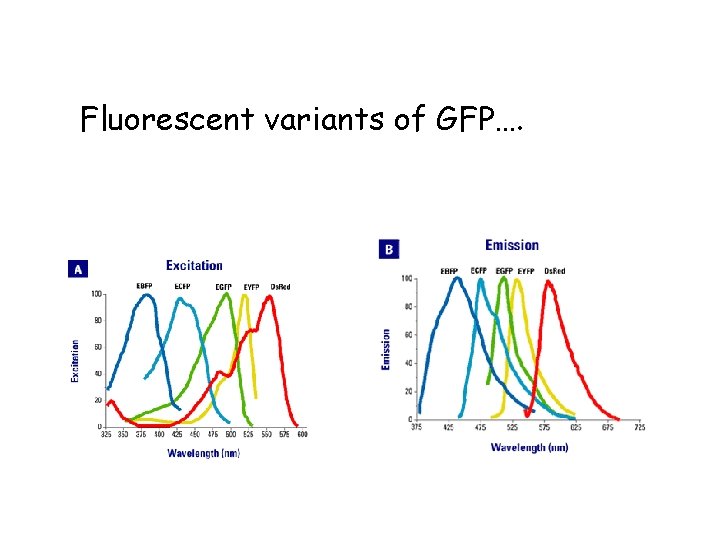 Fluorescent variants of GFP…. Fluorescent variants of GFP….