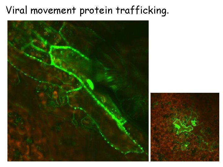 Viral movement protein trafficking. Viral movement protein trafficking.